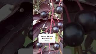 The Shubert Chokecherry Tree viralshorts love fruit viralshort youtubeshorts nature [upl. by Manon]