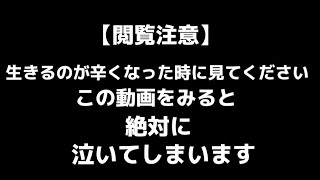 【泣ける動画】この動画を見て泣かない人はいない。 [upl. by Betz479]