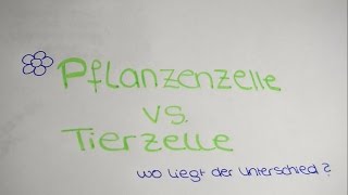 Der Unterschied zwischen Tierzelle und Pflanzenzelle  Lerntippsammlungde [upl. by Zenia]