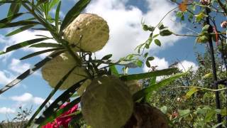 Asclepias fruticosa syn Gomphocarpus fruticosus [upl. by Noired]