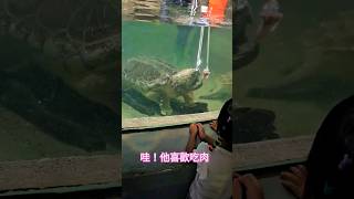 生肉一口吞下的鱷龜 小孩驚呼連連 武派大Chelydra serpentina 水族館 zoo shorts funny 武派大 [upl. by Ak]