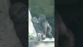 gorilla♥️ gorillatagfun gorillatag viralvideo viral wildlife gorillaba animals [upl. by Ellerret]