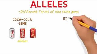 Genes vs Alleles  Difference between Genes and Alleles [upl. by Fita]