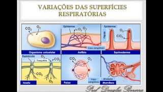 Sistema Respiratório DAB [upl. by Abey]