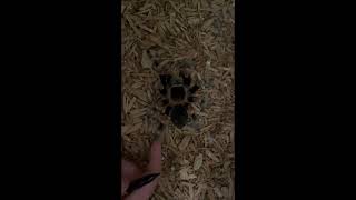 How you can tell if your Tarantula is docile [upl. by Anilram725]