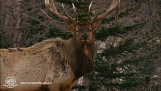 À la découverte du parc national Jasper [upl. by Ubana557]