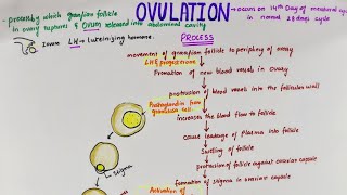 Ovulation  Easy Flowchart  Physiology [upl. by Celestia]