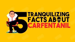 5 Tranquilizing Facts About Carfentanil  Drug Facts You Never Knew  Detox to Rehab [upl. by Ahsiei949]