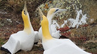 Nigel the lonely gannet surrounded by concrete birds on Mana Island [upl. by Nefets748]