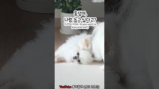 언니를 깨운 강아지의 최후 ㅋㅋ ❤️ 쥬리amp메리 강아지 pomeranian 반려견 [upl. by Eonak]