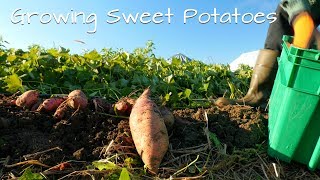 Growing Sweet Potatoes [upl. by Ecela]