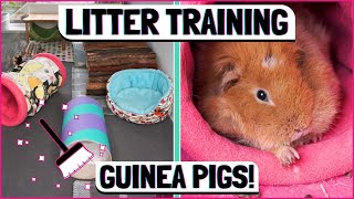 How to Litter Train a Guinea Pig Keep Your Cage Cleaner For Longer [upl. by Ydda73]