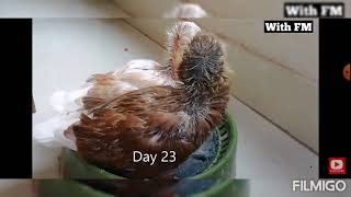 Jacobin Pigeon life cycle Day to Day growth Beautiful Jacobin Pigeon ❤️🥰 [upl. by Barb927]