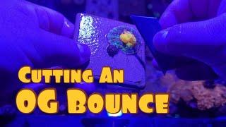 Different Ways Mushroom Coral Split  Fragging My OG Bounce [upl. by Ilrebmyk]