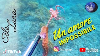 Pescasub Un amore impossibile Sardegna pesca con la fiocina ad elastico Polespear [upl. by Scheld425]