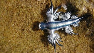 The Strange Ocean Creature Blue Dragon  Blue Glaucus Glaucus atlanticus [upl. by Benkley]