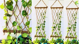 money plant money plant growing stylemoney plant wall decororganic garden [upl. by Gladys394]