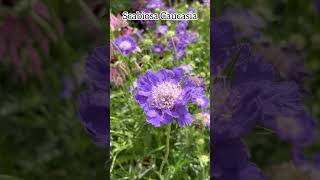 Scabiosa caucasica blueflowers scabiosa perennialflowers plantscollection flowers garden [upl. by Fabian504]