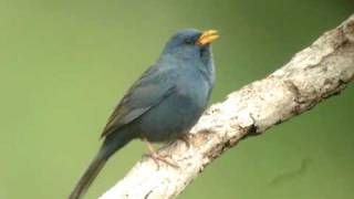 Yellowbilled Blue Finch singing [upl. by Elleinnod201]