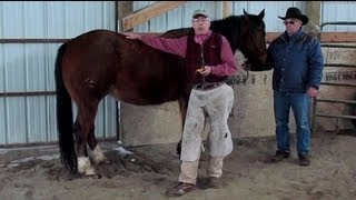 Horseshoeing School  ShoeTrus Fred Zweifel Talks about Horseshoeing Safety Tips [upl. by Caton726]