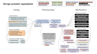 Benign prostatic hyperplasia BPH mechanism of disease [upl. by Nosyarg]