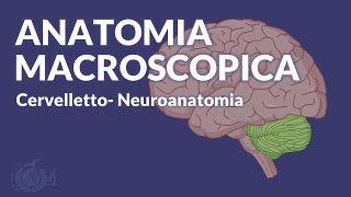 CERVELLETTO  Anatomia macroscopica e funzionale  Neuroanatomia [upl. by Dahaf]