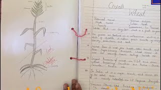 bsc 2nd year botany practical filehow to make practical file [upl. by Corder]