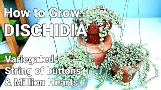 DISCHIDIA PLANT CARE GUIDE  Variegated String of Buttons amp Million Hearts dischidiaplantcareguide [upl. by Luca940]