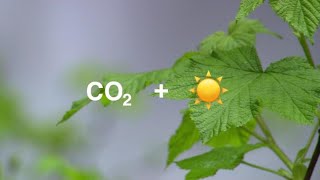 Plants Are Struggling to Keep Up with Rising Carbon Dioxide Concentrations [upl. by Kath]