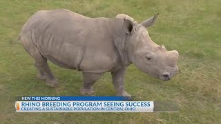 Wild Wednesday Rhino breeding program a success at The Wilds [upl. by Lladnor]