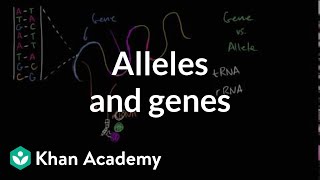 Alleles and genes [upl. by Barby423]