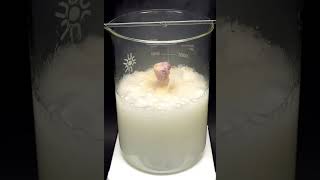 Dissolving a piece of chicken meat in Piranha solution nilered [upl. by Ydnolem]