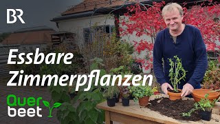 Essbare Zimmerpflanzen [upl. by Dremann]