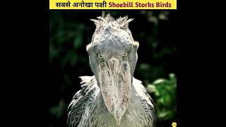 सबसे अनोखा पक्षी  The Shoebill Storks Birds Facts in Hindi shortfeed shorts [upl. by Reimer]