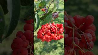 Sorbus Eberesche Esche [upl. by Moore]