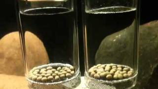 Cyphotilapia Frontosa Kigoma 7Striped Eggs Tumbling [upl. by Behm]