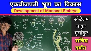 एकबीजपत्री भ्रूण का विकास  Development of Monocot Embryo [upl. by Nadual10]