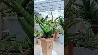 Sansevieria anjani varigata tanamanhias cmjadenium sanseveria plants [upl. by Gaillard]