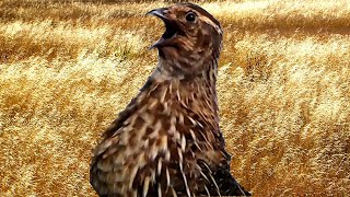 Quail call  crowing  sounds  Coturnix  Bird [upl. by Tyree]