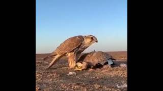 صقرالشاهينالصيدالحرعالم الصيدSFالبرالمقناص birdswildlife eaglenews [upl. by Suk]