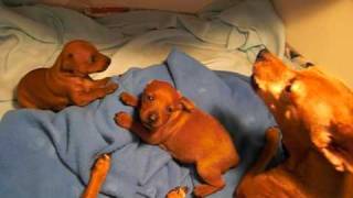 Miniature Pinscher Puppies Singing [upl. by Aylward]