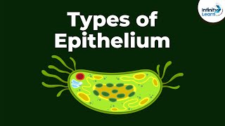 Types of Epithelial Tissue  Animal Tissues  Infinity Learn [upl. by Keegan696]