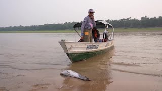 Baby dolphins wash up on Brazils Lake Tefe amid Amazon drought  REUTERS [upl. by Fernand]