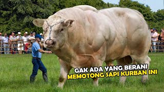 Gak Mainmain Inilah 9 Sapi Terbesar di Dunia [upl. by Bellanca807]