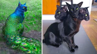 15 Abnormally Strange Cats That Actually Exist [upl. by Linkoski]