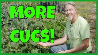 How to Grow MORE Cucumbers Expert Tips [upl. by Jollanta26]