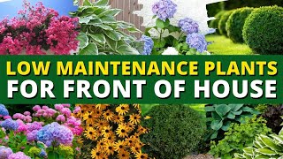 5 Best Low Maintenance Plants for Front of House Garden 🌿🍃 Ground Cover Plants 👍👌 [upl. by Attenat]