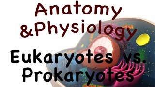 Cell Biology For Anatomy and Physiology  Eukaryotes vs Prokaryotes 0302 [upl. by Quintina]