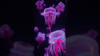 Procedurally animated jellyfish 3danimation procedural proceduralart cinema4d [upl. by Meeks397]