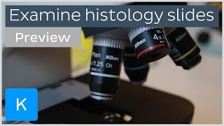 How to examine histology slides tissues under a microscope preview  Human Histology  Kenhub [upl. by Nudd]